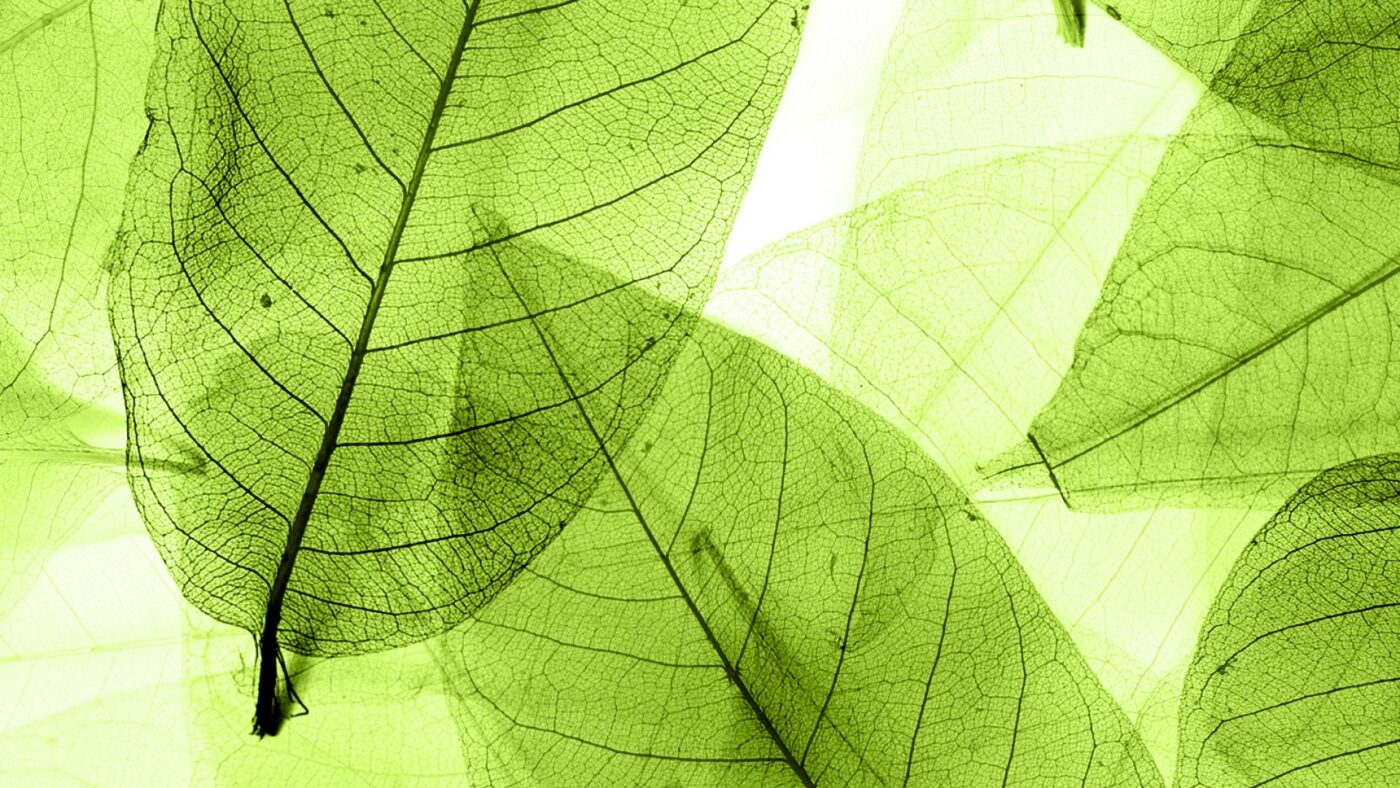 transparent leaves shutterstock 1940x900 29637 1400x788 - Esco VIVA® G4 Class II Type A2 Animal BSC
